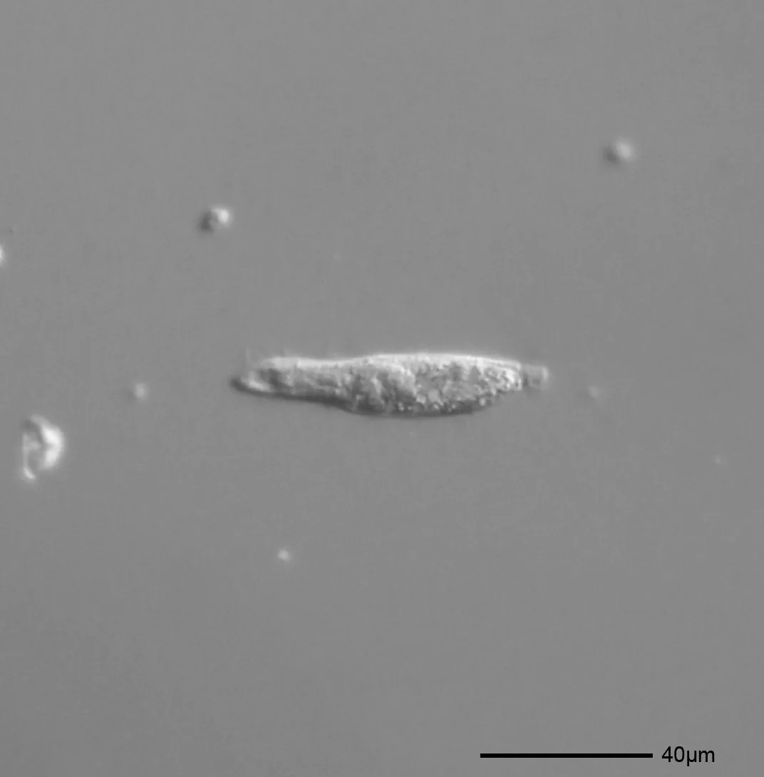 Phialina flaveola (Phialina flaveola) — photo mycologique