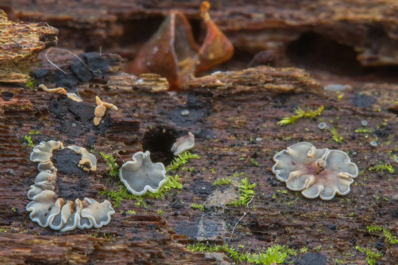 Phialocephala helenae (Phialocephala helenae) — photo mycologique