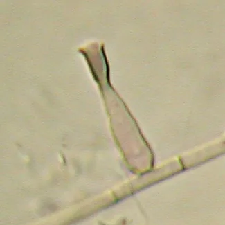 Phialophora foetens (Phialophora foetens) — photo mycologique