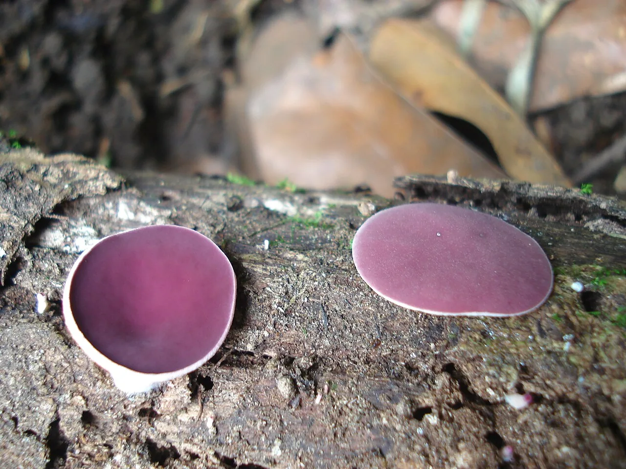 Phillipsia crenulata (Phillipsia crenulata) — photo mycologique