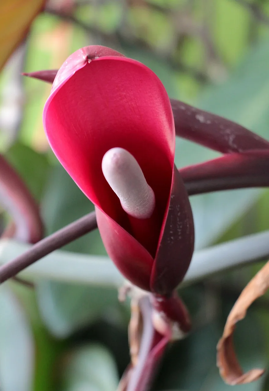 Philodendron érubescent (Philodendron erubescens) : photo botanique