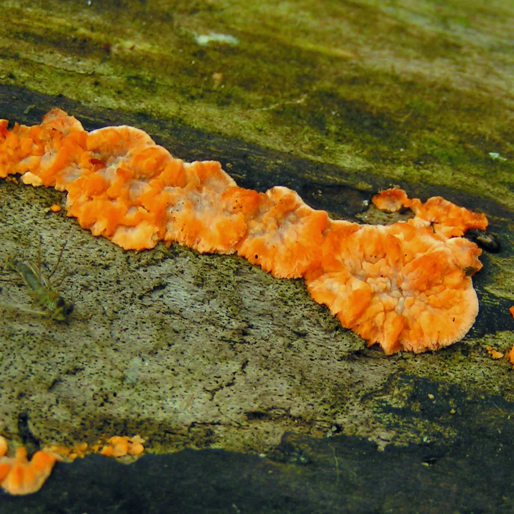 Phlebia flavocrocea (Phlebia flavocrocea) — photo mycologique