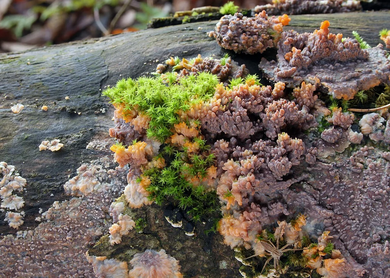 Phlebia radiata (Phlebia radiata) — photo mycologique
