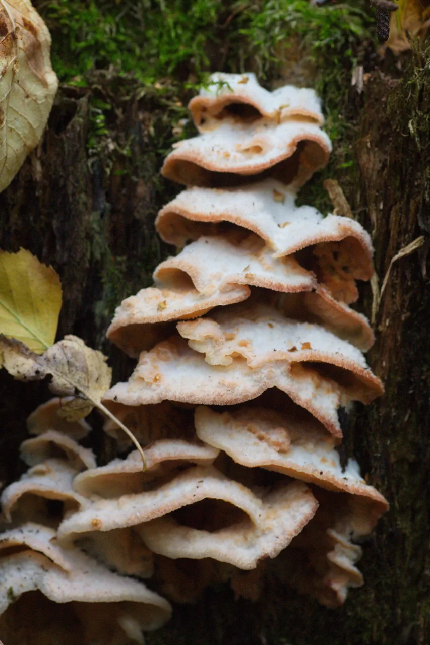 Phlebia tremellosa (Phlebia tremellosa) — photo mycologique