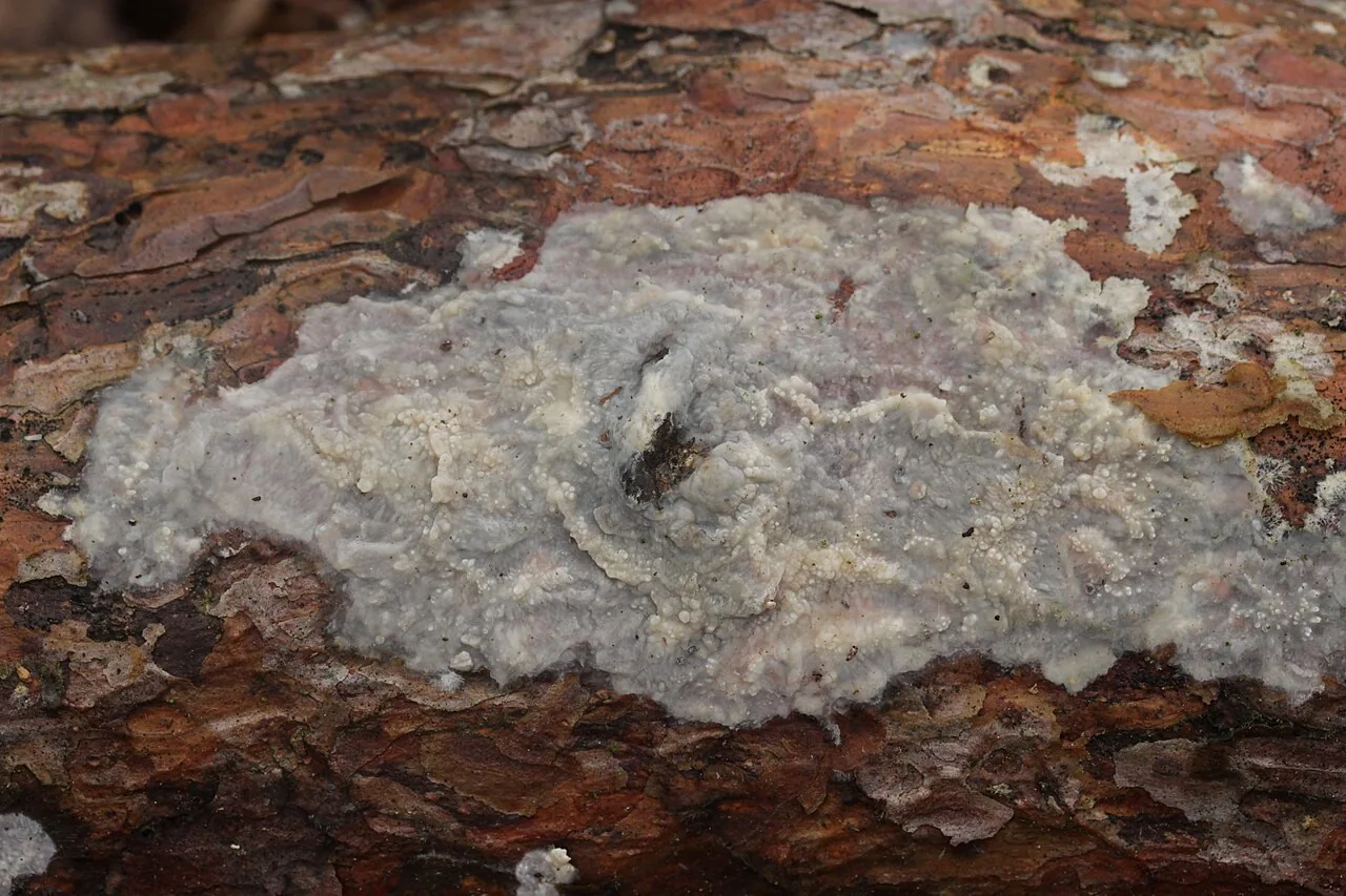Phlebiopsis gigantea (Phlebiopsis gigantea) — photo mycologique