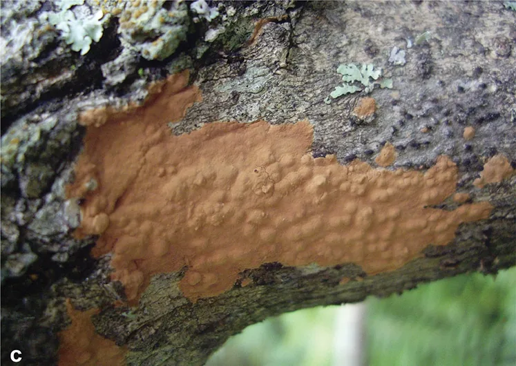 Phlebiopsis pilatii (Phlebiopsis pilatii) — photo mycologique