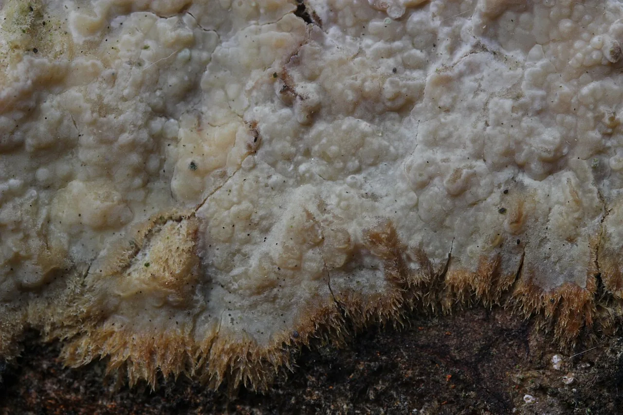 Phlebiopsis yushaniae (Phlebiopsis yushaniae) — photo mycologique