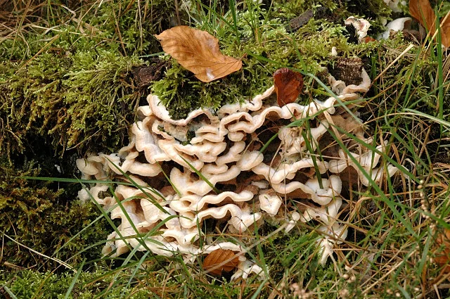 Phlebiporia bubalina (Phlebiporia bubalina) — photo mycologique