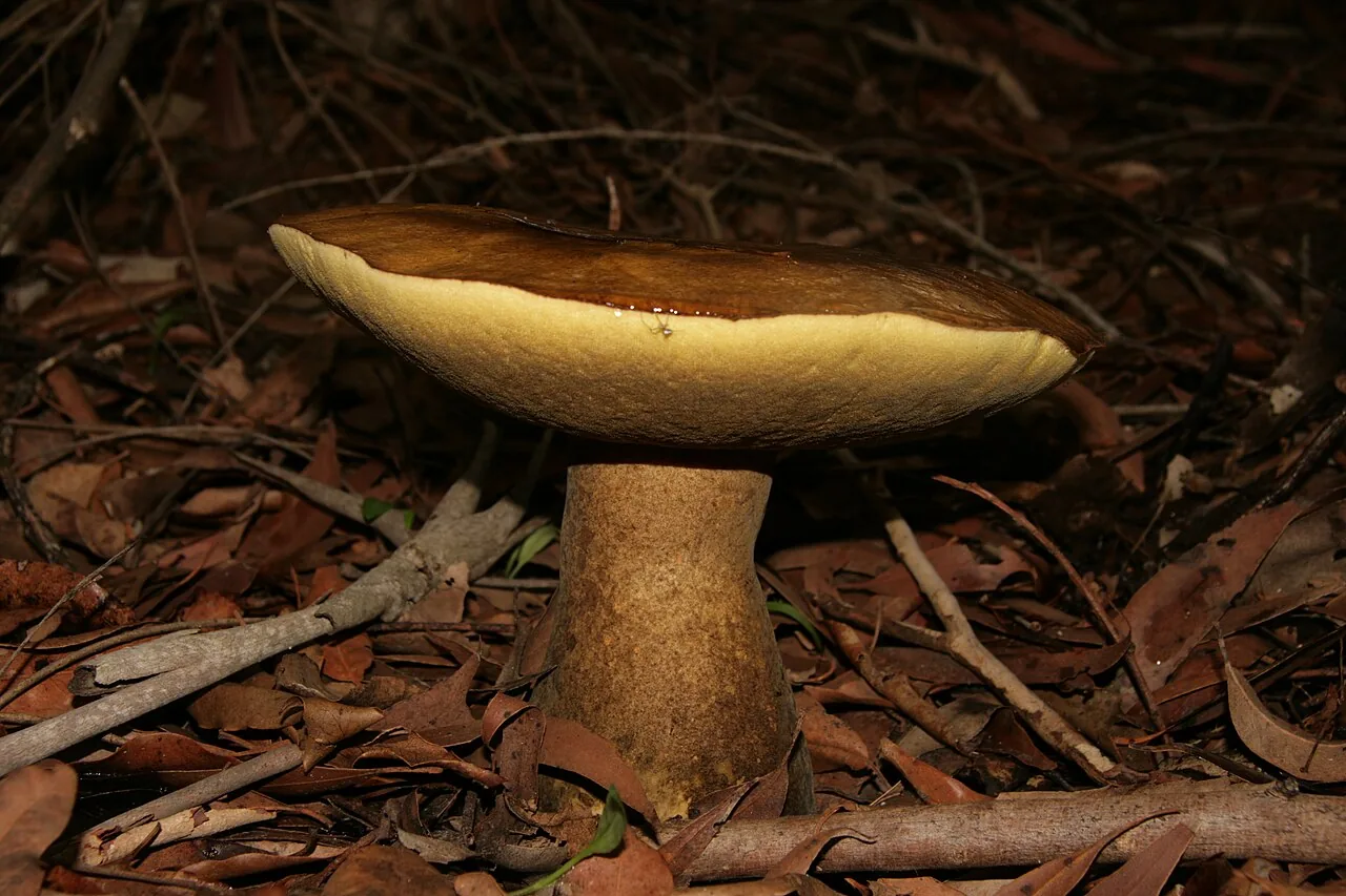 Phlebopus marginatus (Phlebopus marginatus) — photo mycologique