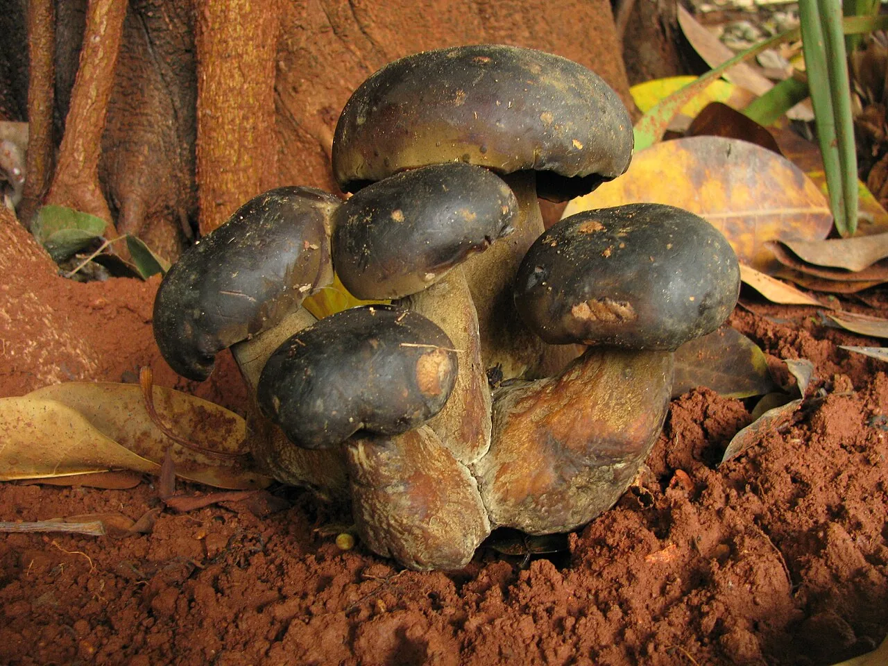 Phlebopus mexicanus (Phlebopus mexicanus) — photo mycologique