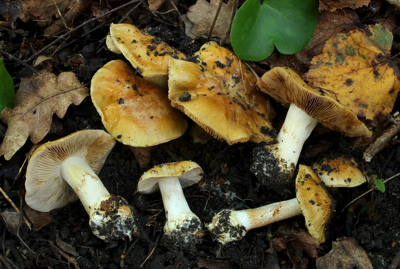 Phlegmacium cruentipellis (Phlegmacium cruentipellis) — photo mycologique