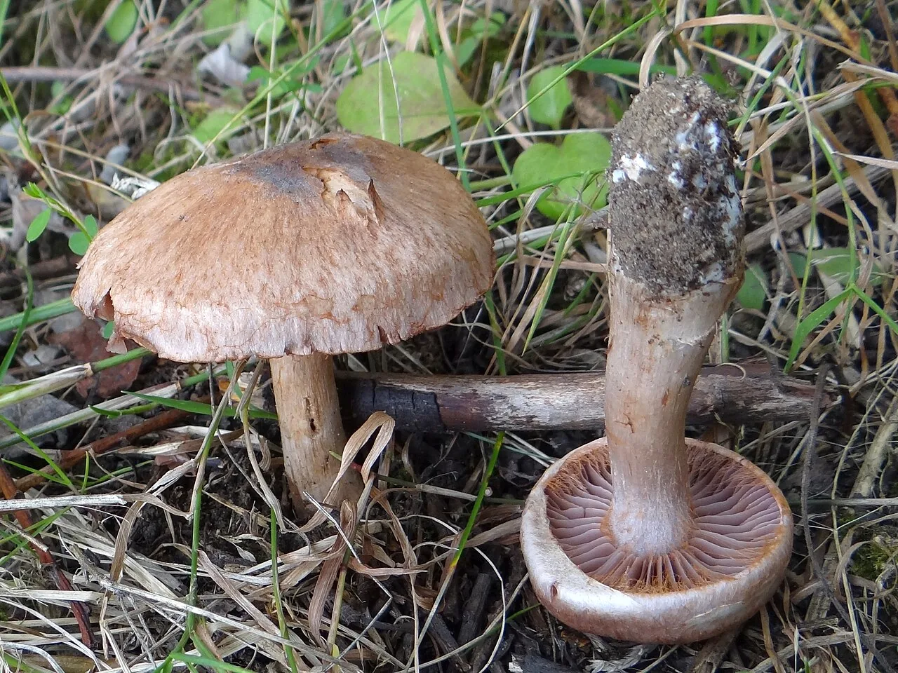 Phlegmacium glaucopus (Phlegmacium glaucopus) — photo mycologique