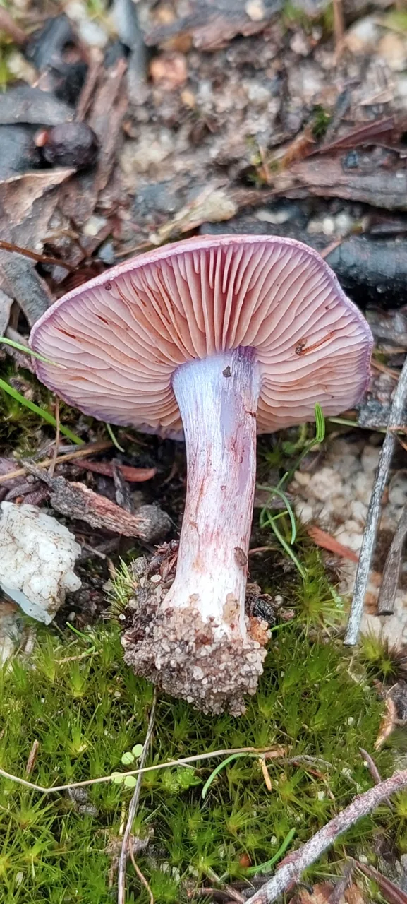 Phlegmacium pseudolargus (Phlegmacium pseudolargus) — photo mycologique