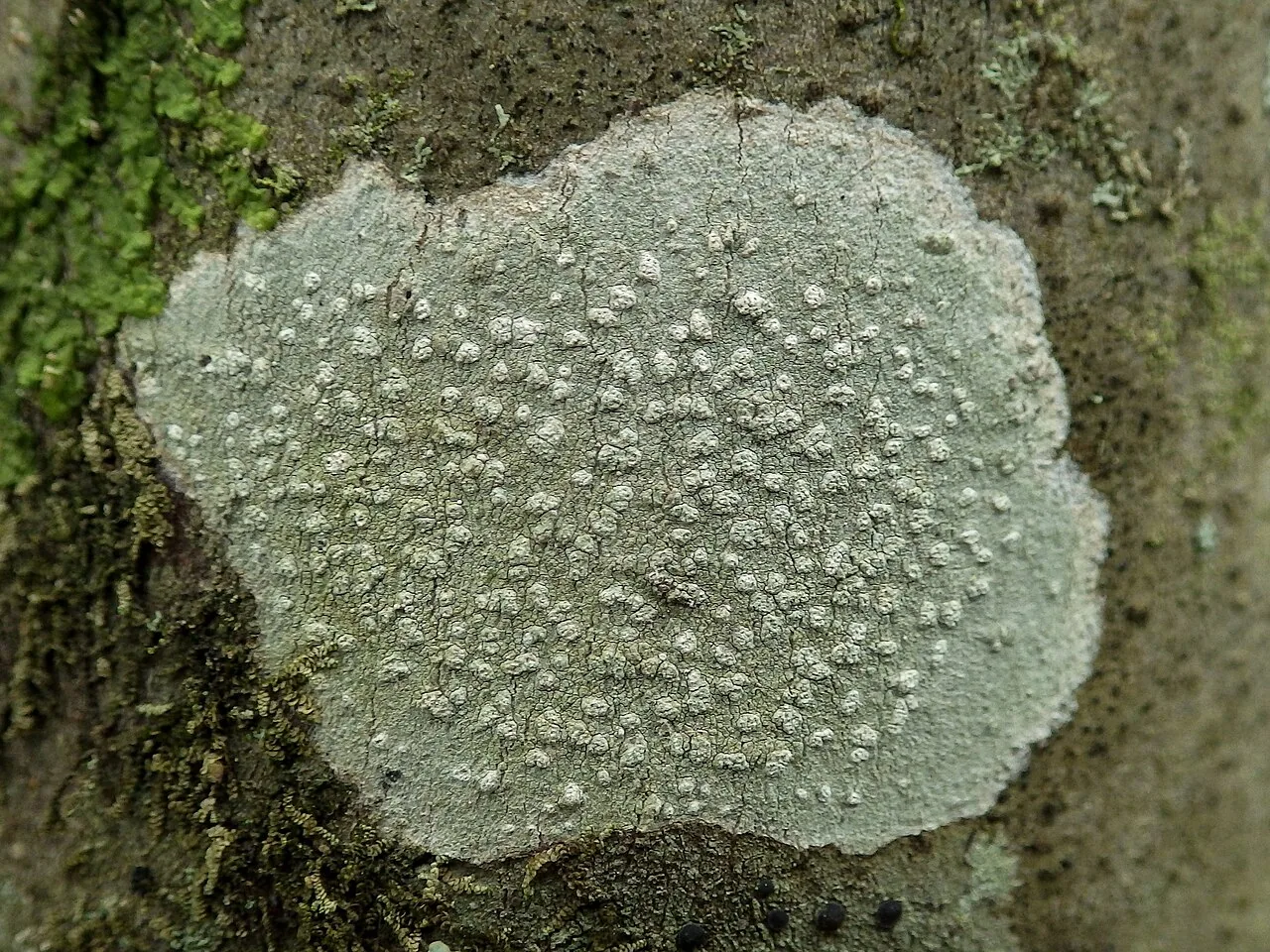 Phlyctis agelaea (Phlyctis agelaea) — photo mycologique