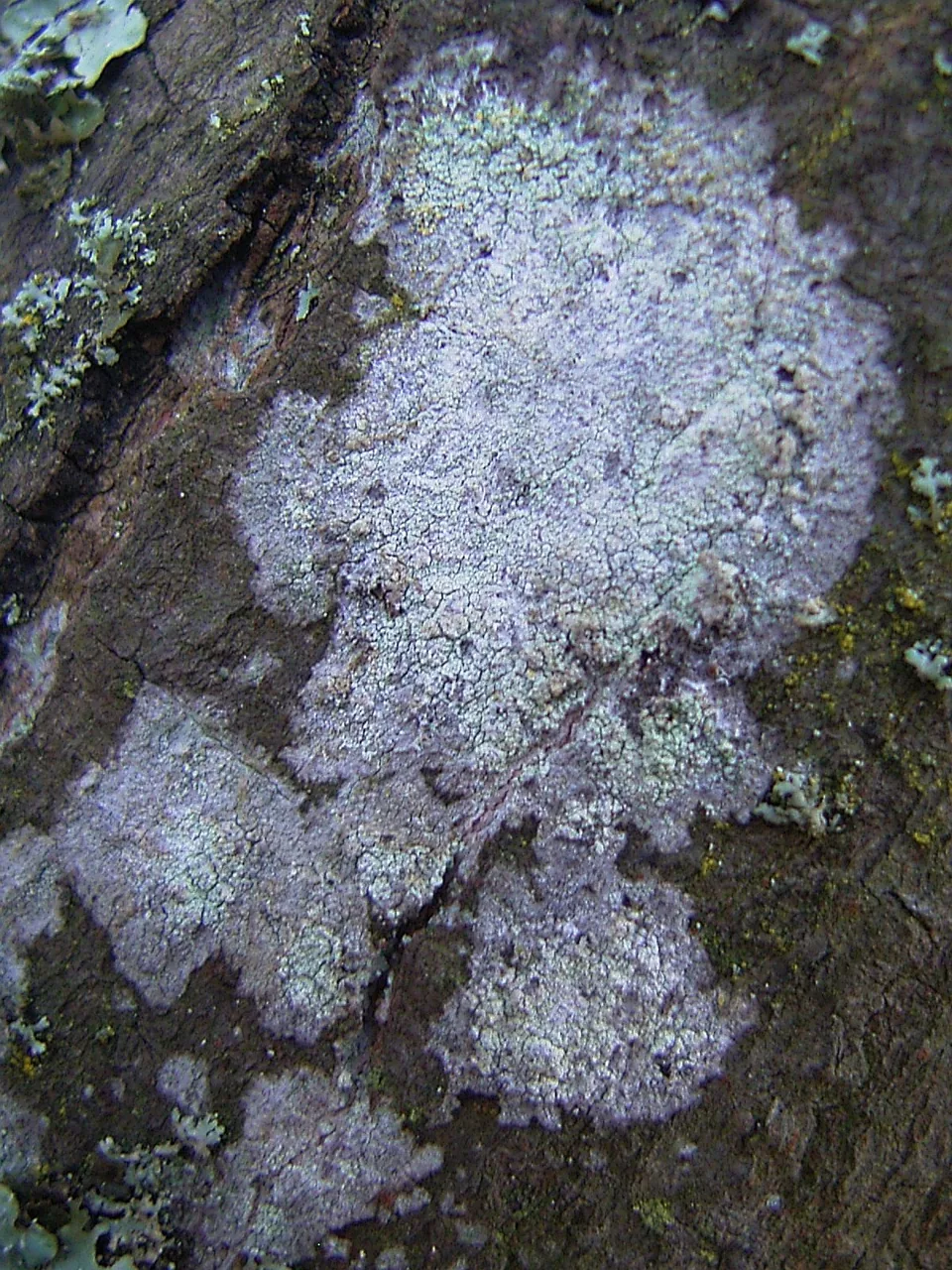 Phlyctis argena (Phlyctis argena) — photo mycologique
