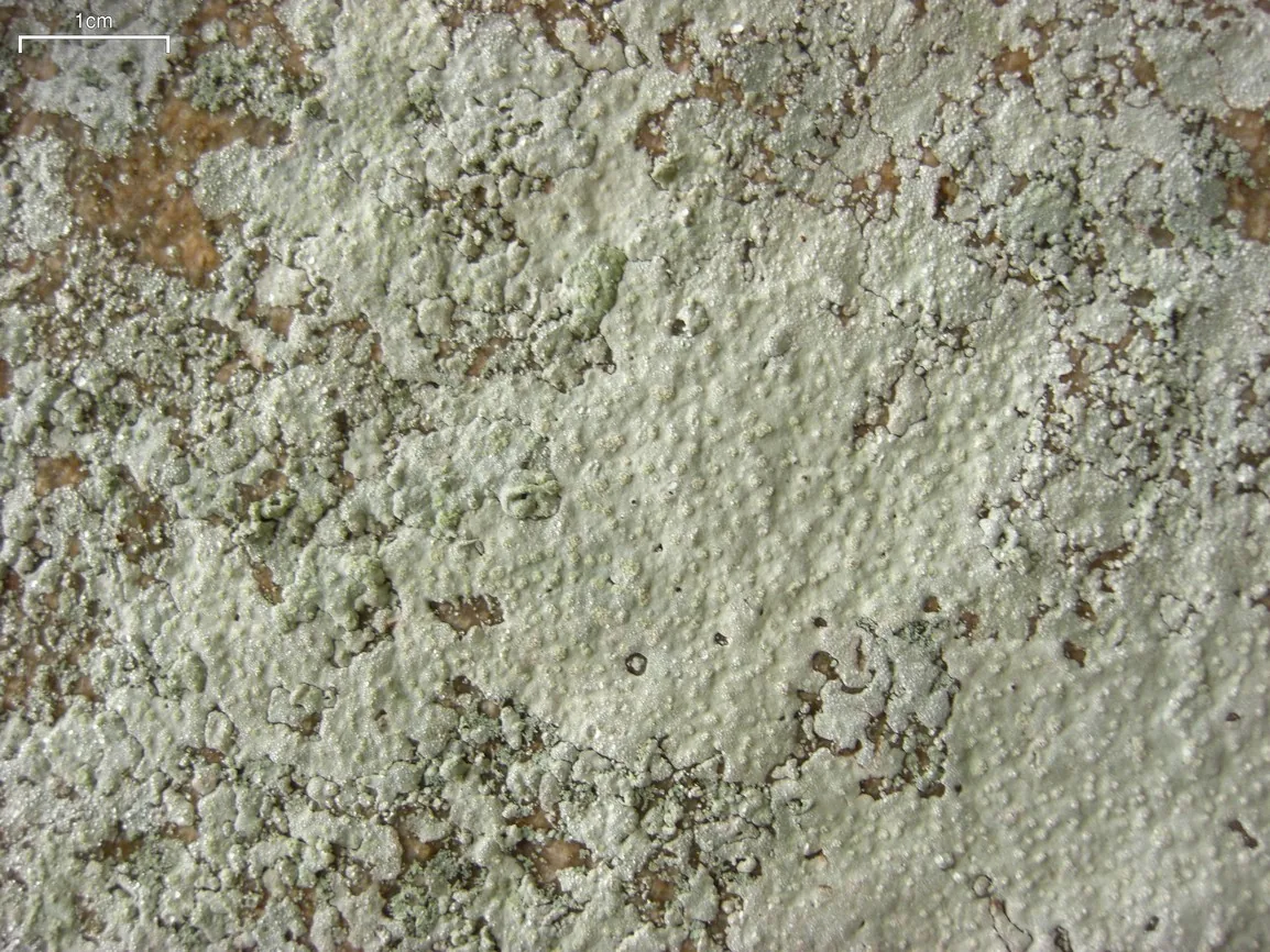 Phlyctis petraea (Phlyctis petraea) — photo mycologique