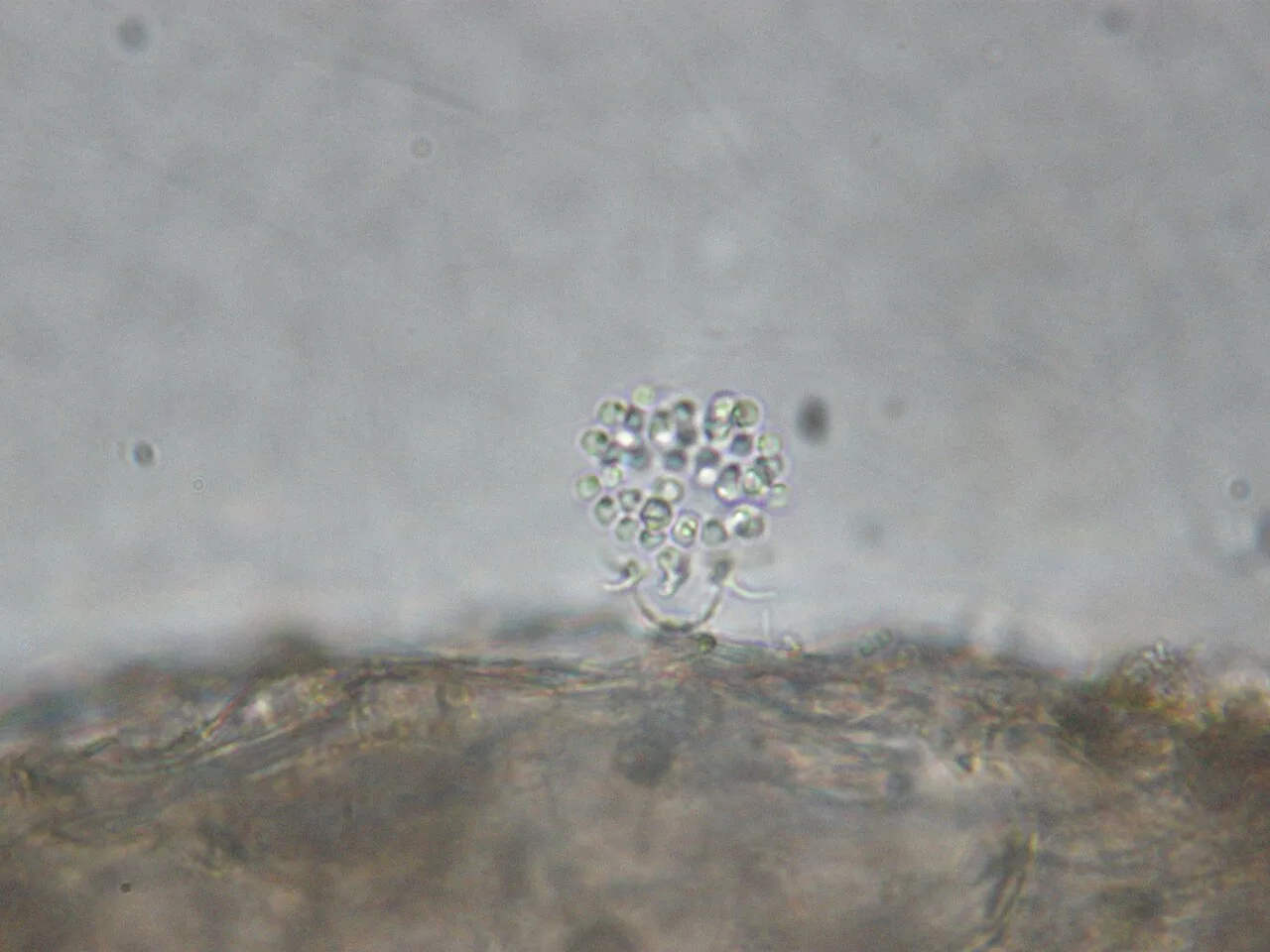Phlyctochytrium irregulare (Phlyctochytrium irregulare) — photo mycologique