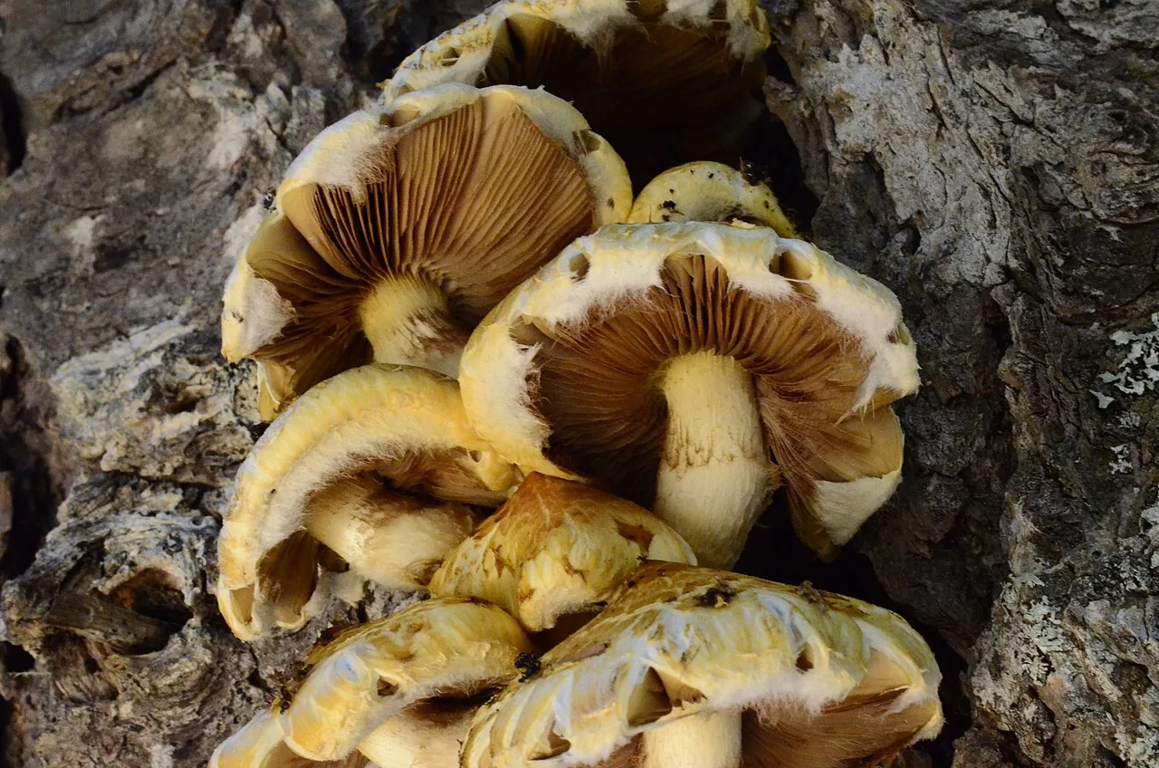 Pholiota abietis (Pholiota abietis) — photo mycologique