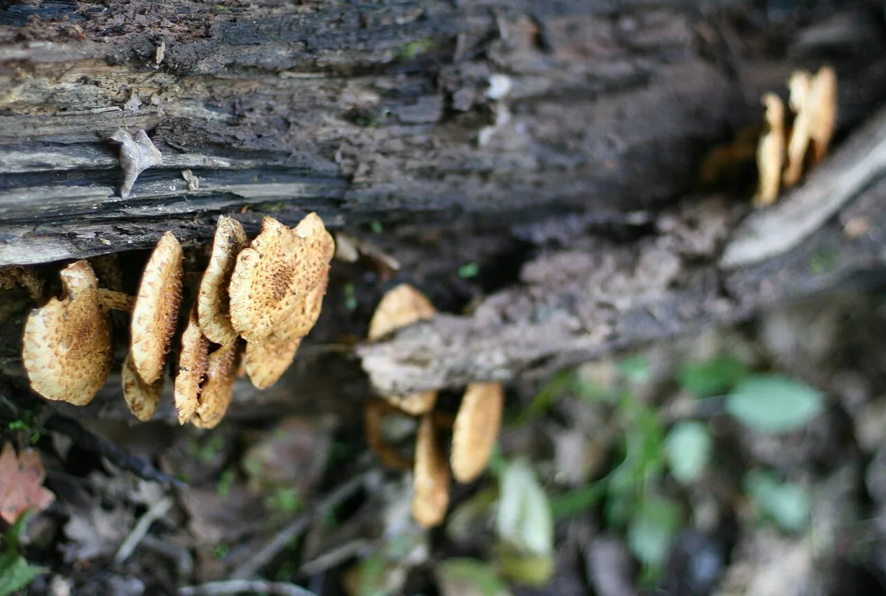 Pholiota adiposa (Pholiota adiposa) — photo mycologique