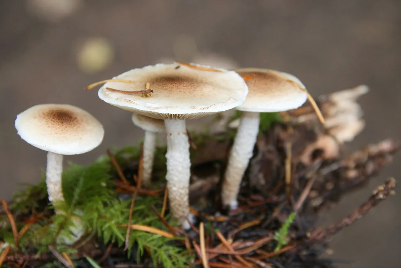 Pholiota decorata (Pholiota decorata) — photo mycologique