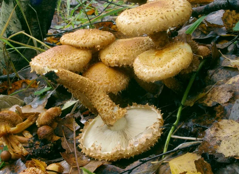 Pholiota eucalyptorum (Pholiota eucalyptorum) — photo mycologique