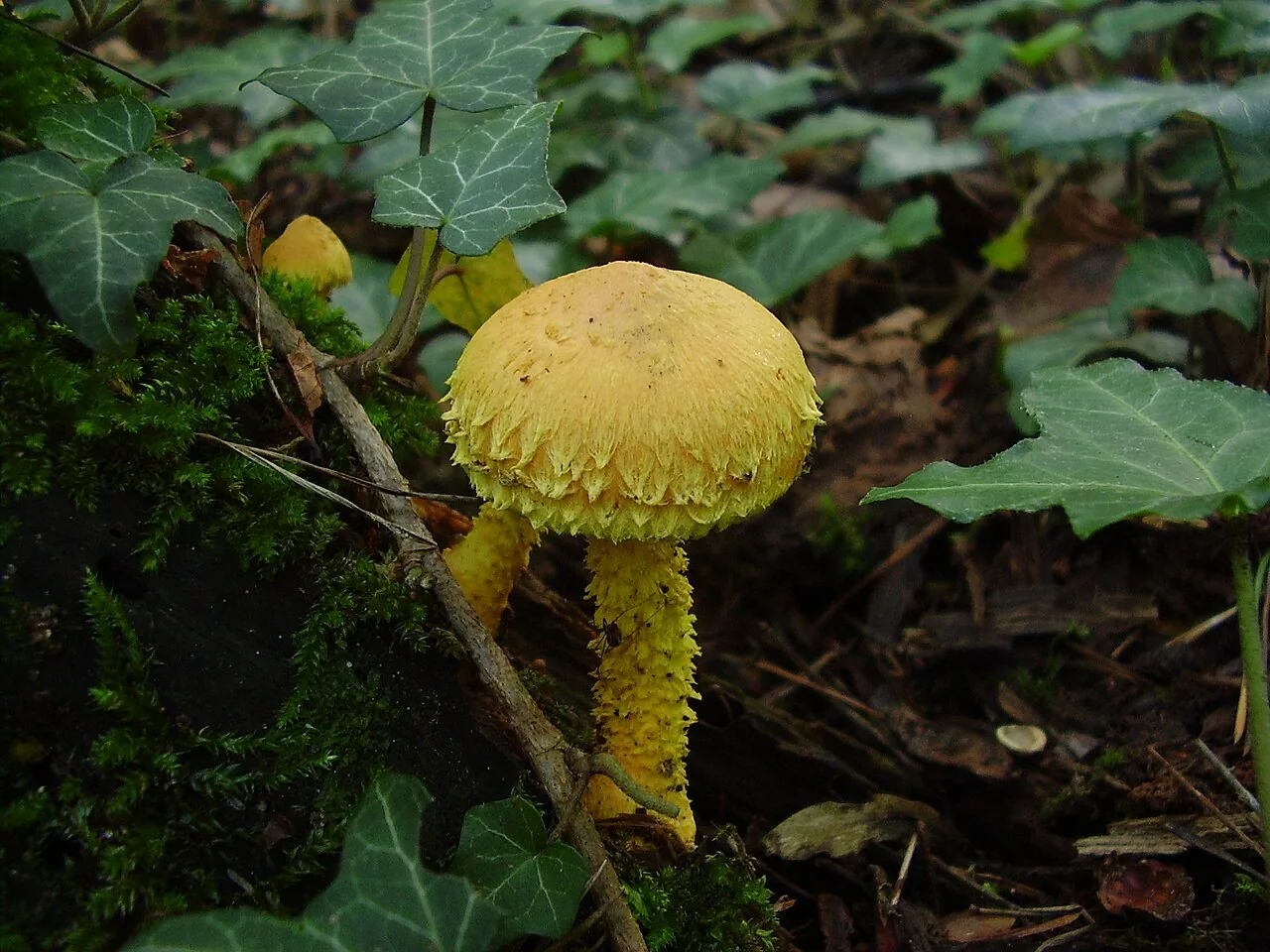Pholiota flammans (Pholiota flammans) — photo mycologique