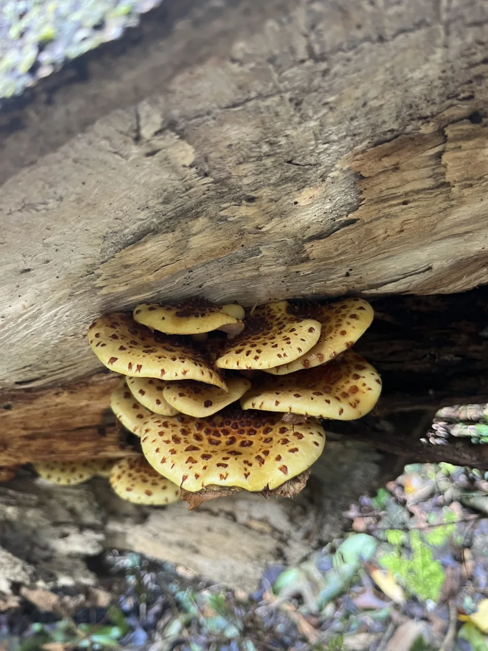 Pholiota glutinosa (Pholiota glutinosa) — photo mycologique