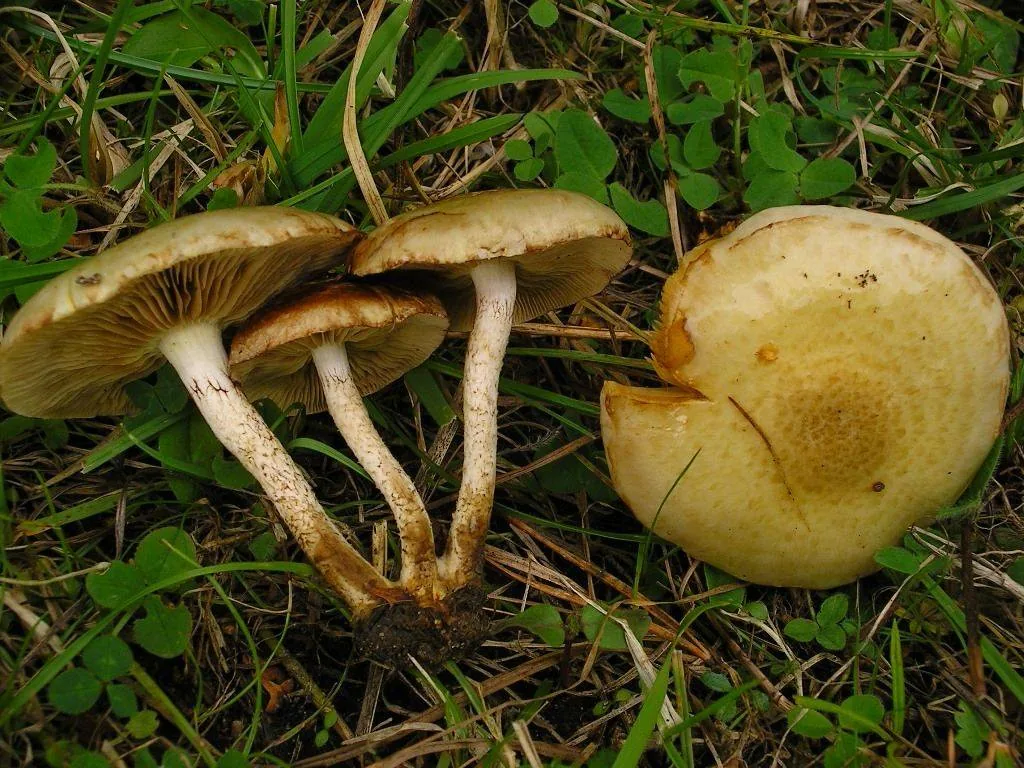 Pholiota gummosa (Pholiota gummosa) — photo mycologique