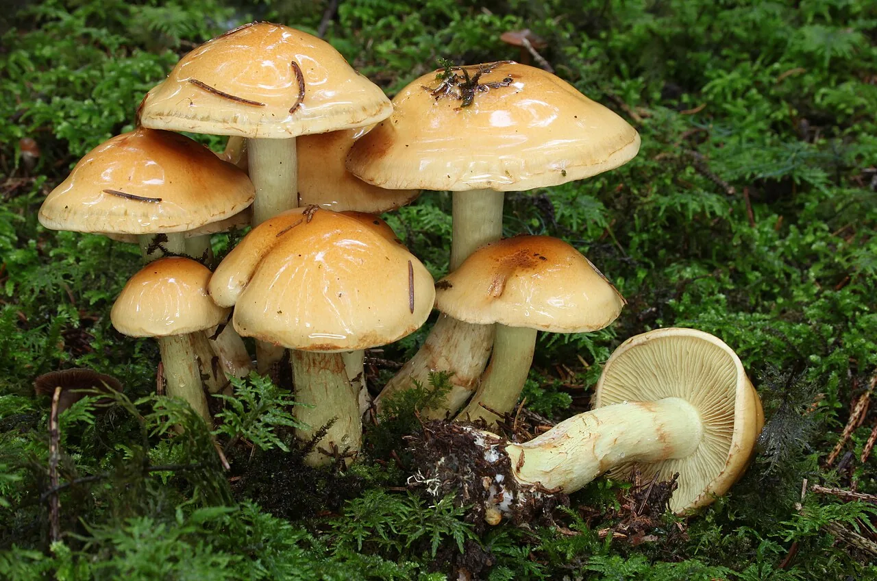 Pholiota lenta (Pholiota lenta) — photo mycologique