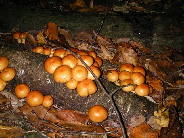 Pholiota nameko (Pholiota nameko) — photo mycologique