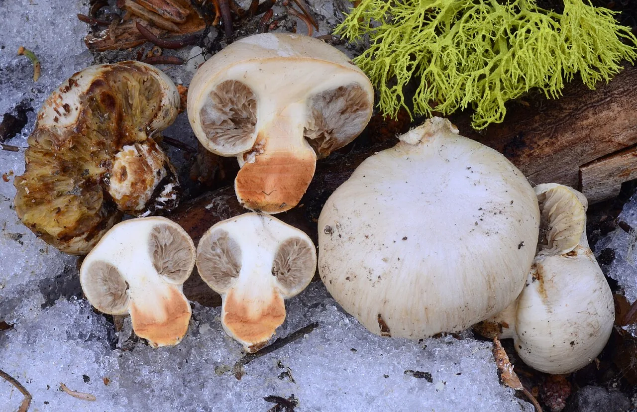 Pholiota nubigena (Pholiota nubigena) — photo mycologique