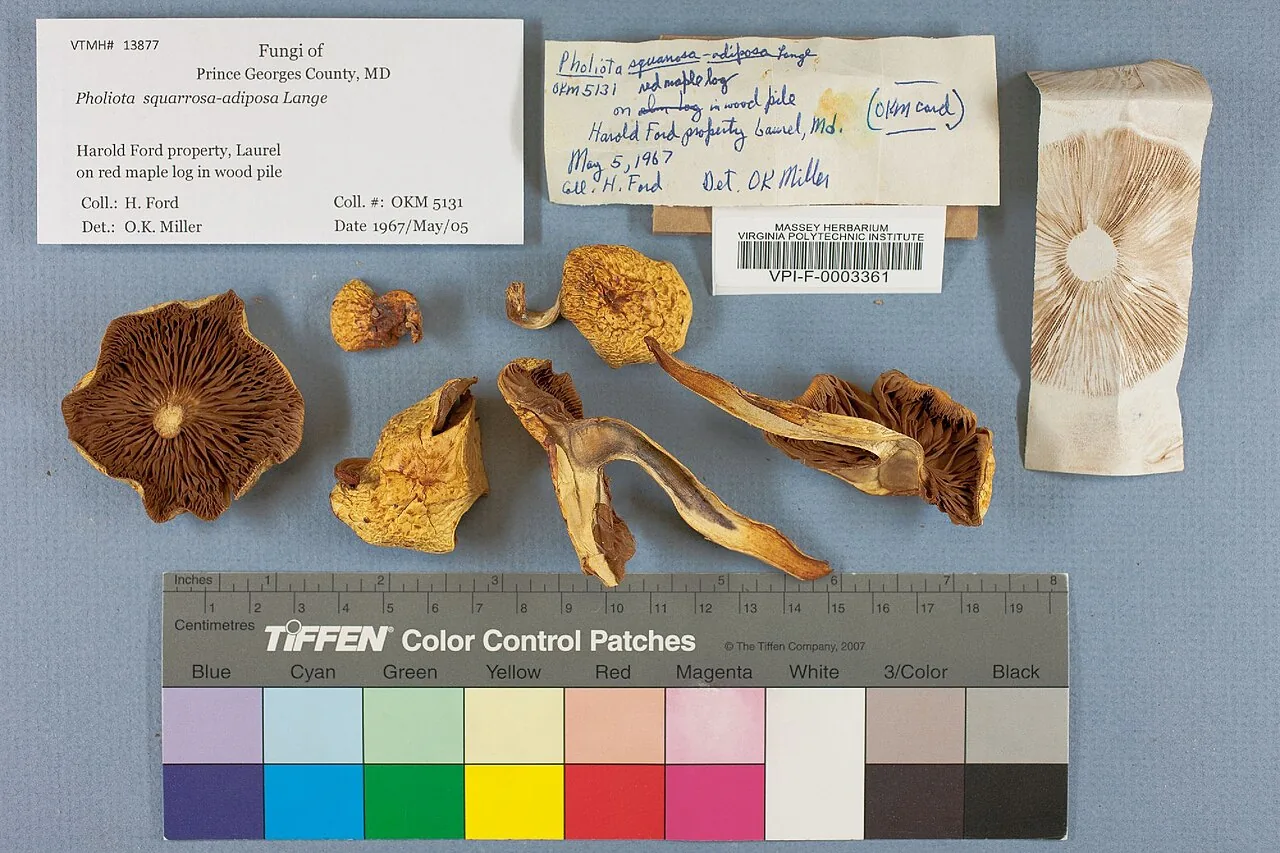 Pholiota squarrosoadiposa (Pholiota squarrosoadiposa) — photo mycologique