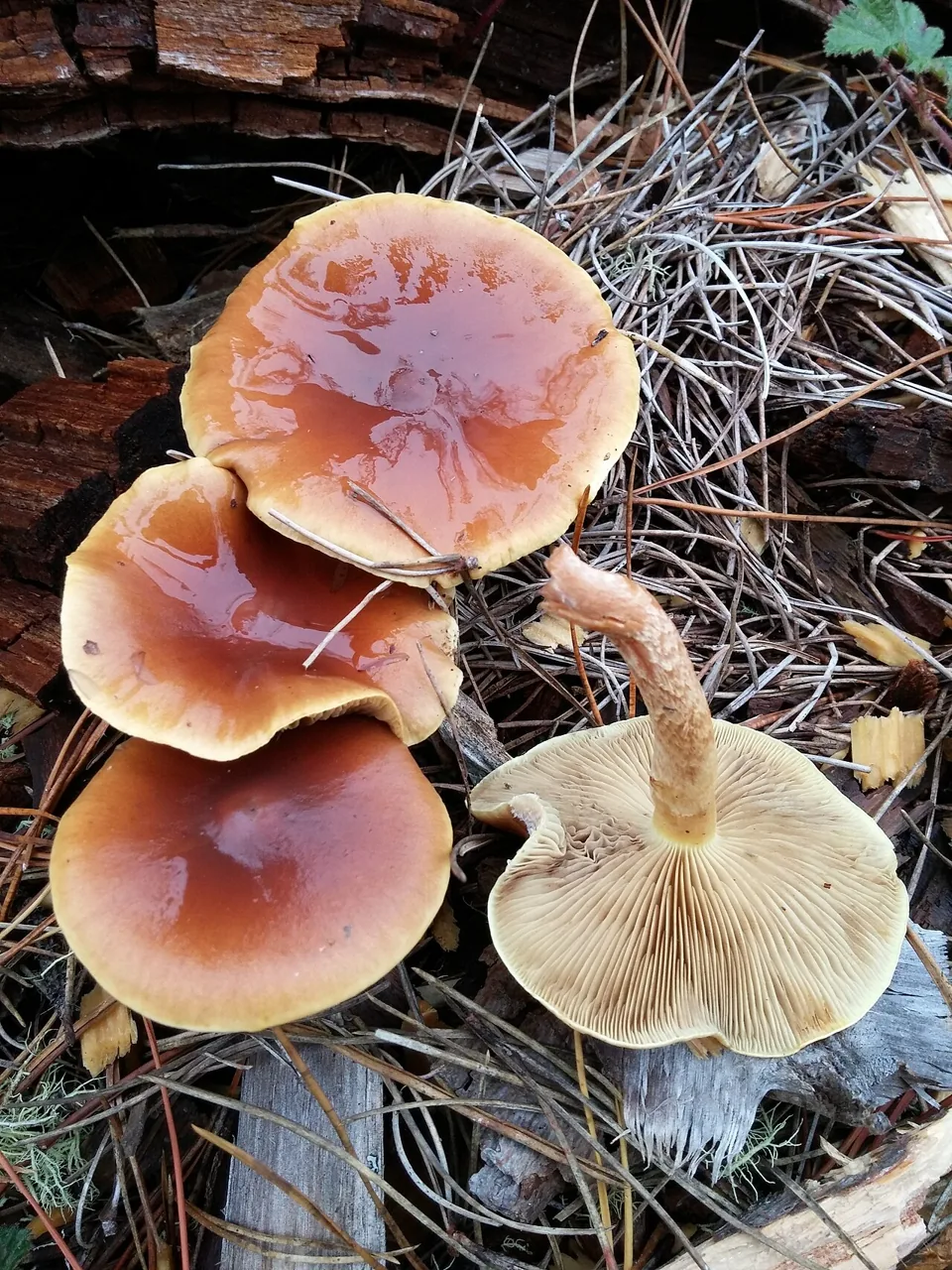 Pholiota velaglutinosa (Pholiota velaglutinosa) — photo mycologique