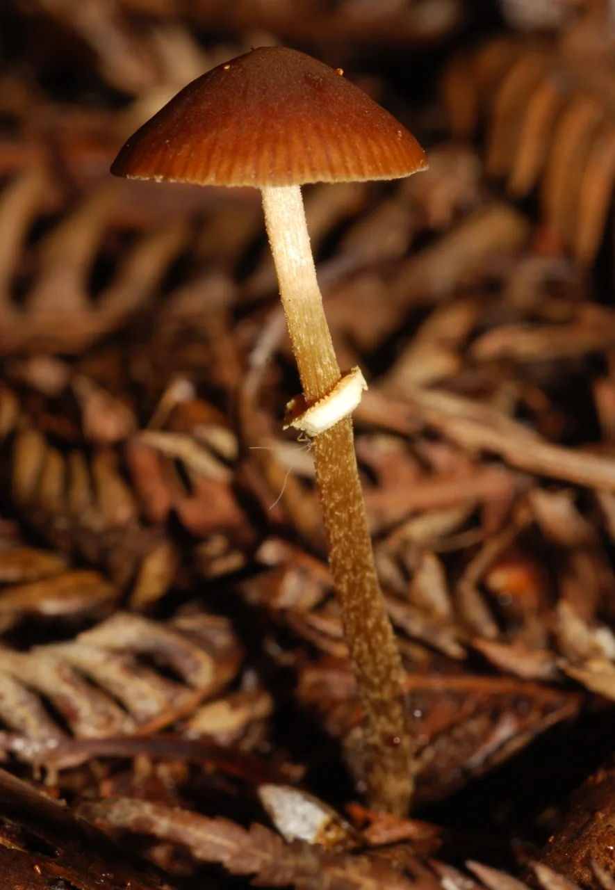 Pholiotina teneroides (Pholiotina teneroides) — photo mycologique