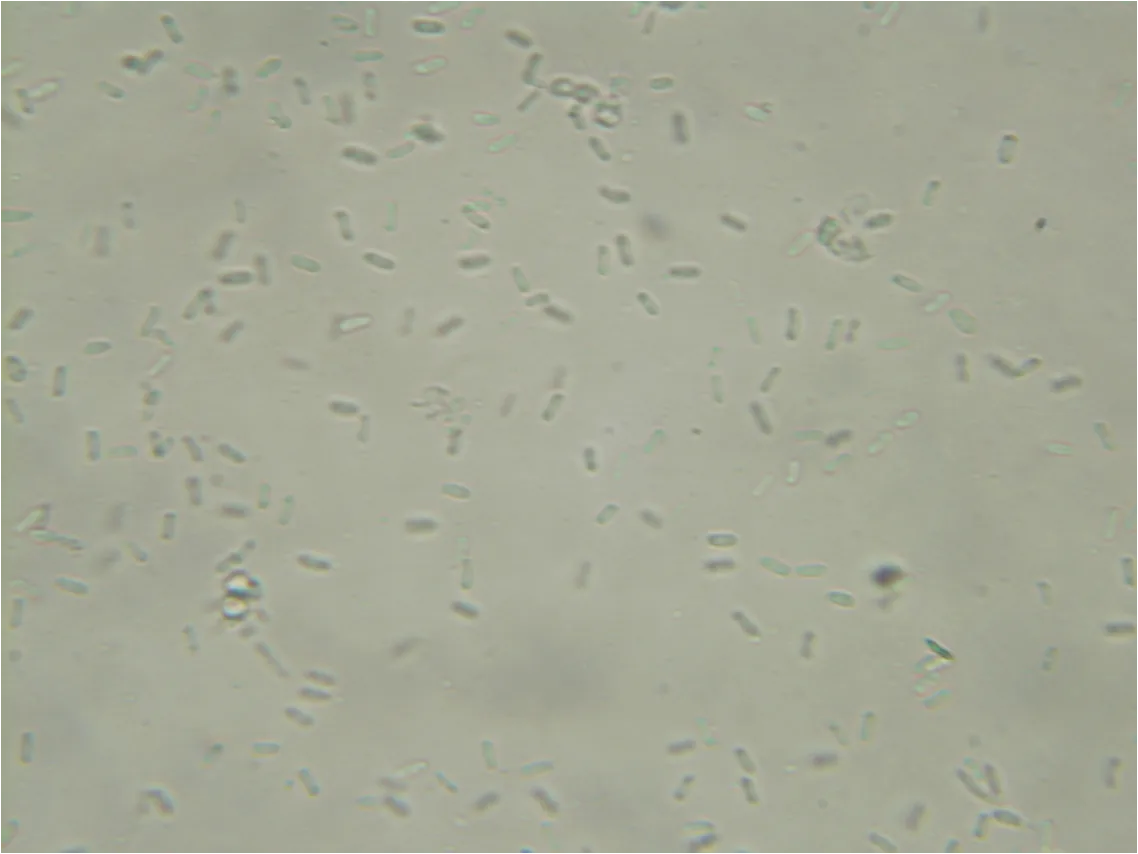 Phoma weigeliae (Phoma weigeliae) — photo mycologique