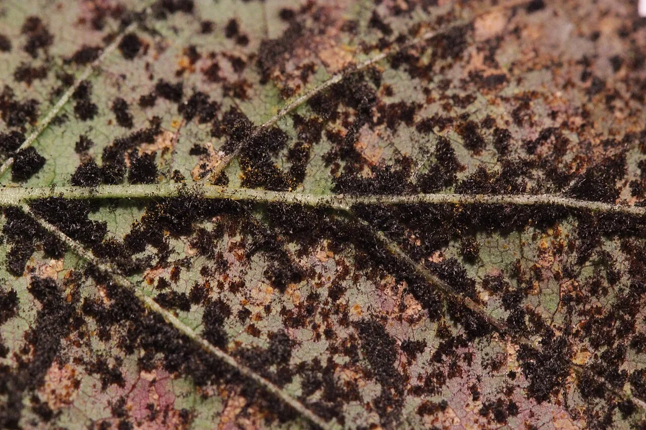 Phragmidium bulbosum (Phragmidium bulbosum) — photo mycologique