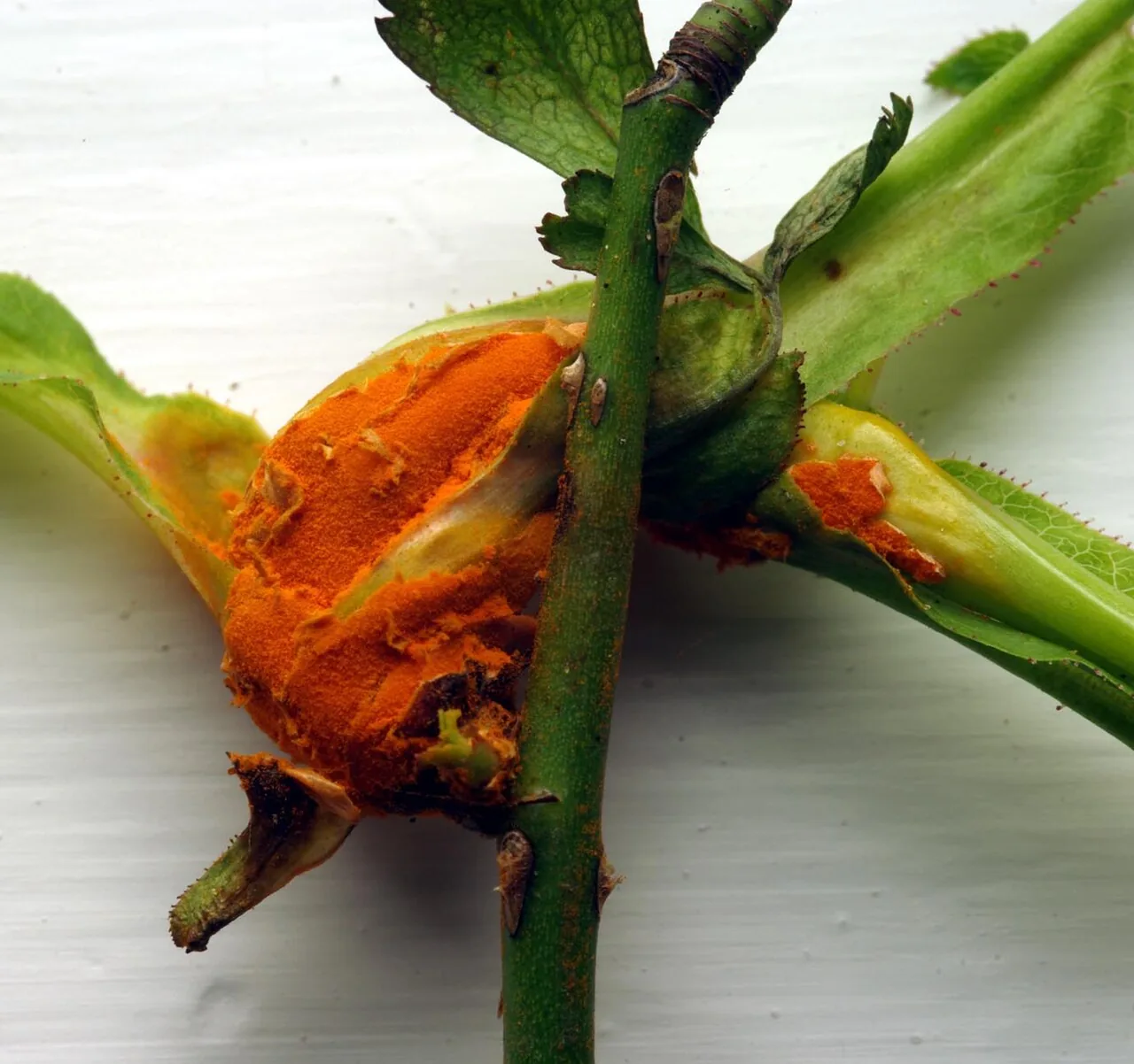 Phragmidium duchesneae (Phragmidium duchesneae) — photo mycologique
