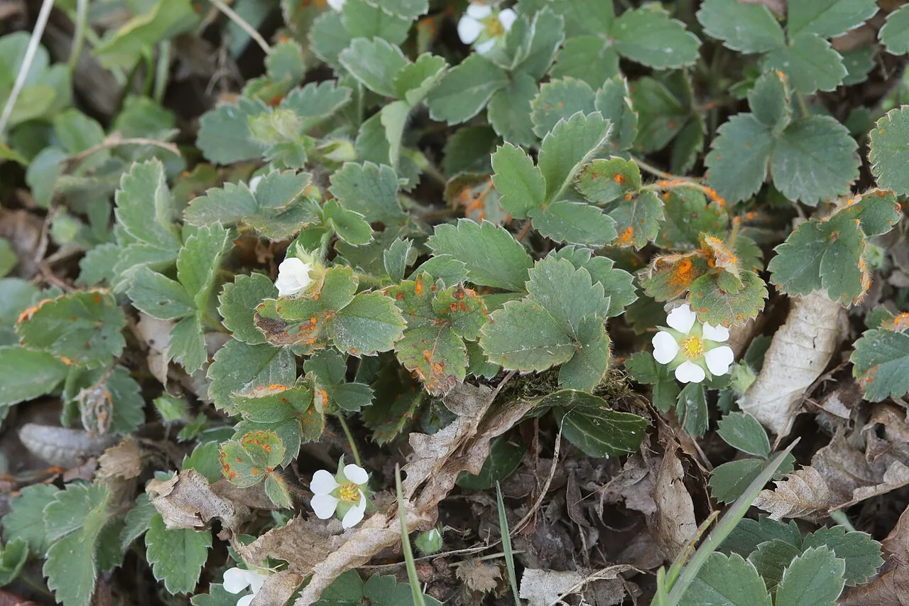 Phragmidium fragariae (Phragmidium fragariae) — photo mycologique