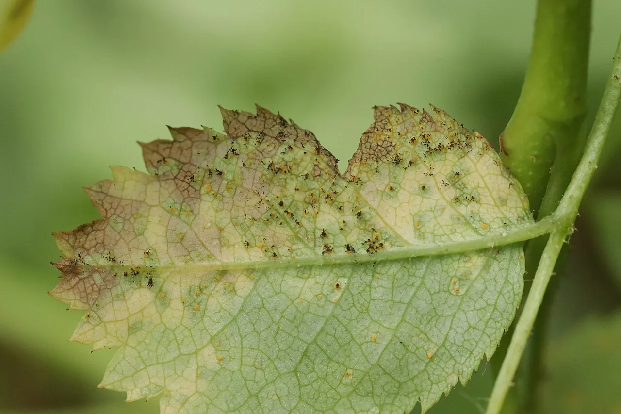 Phragmidium fusiforme (Phragmidium fusiforme) — photo mycologique