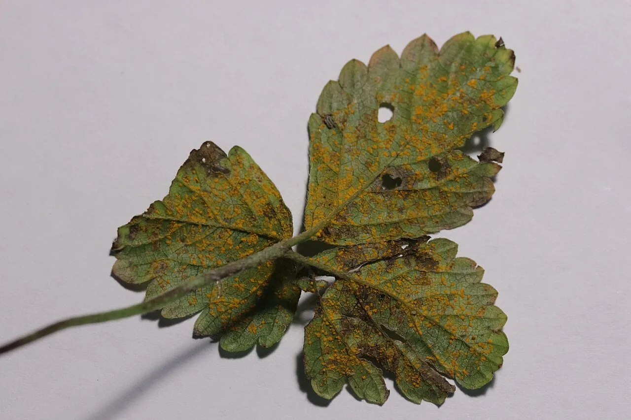 Phragmidium mexicanum (Phragmidium mexicanum) — photo mycologique