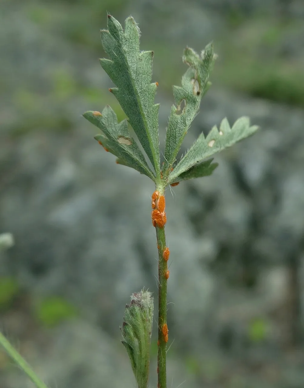 Phragmidium potentillae (Phragmidium potentillae) — photo mycologique