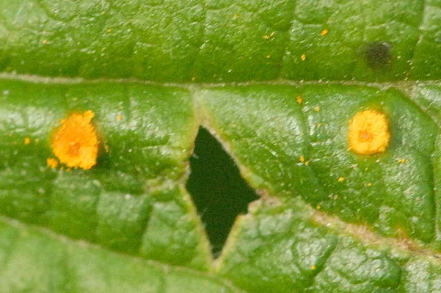 Phragmidium rubi-idaei (Phragmidium rubi-idaei) — photo mycologique