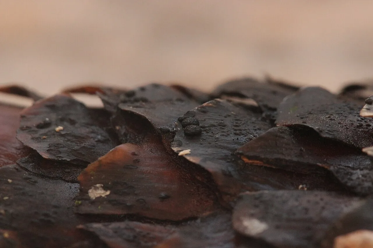 Phragmotrichum rivoclarinum (Phragmotrichum rivoclarinum) — photo mycologique