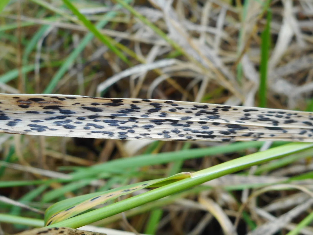 Phyllachora eupatorii (Phyllachora eupatorii) — photo mycologique