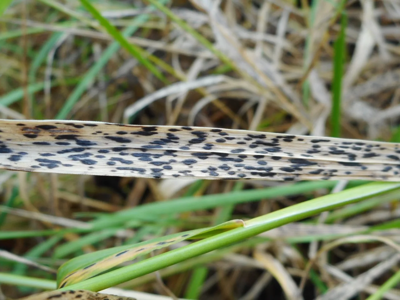 Phyllachora fici-heterophyllae (Phyllachora fici-heterophyllae) — photo mycologique