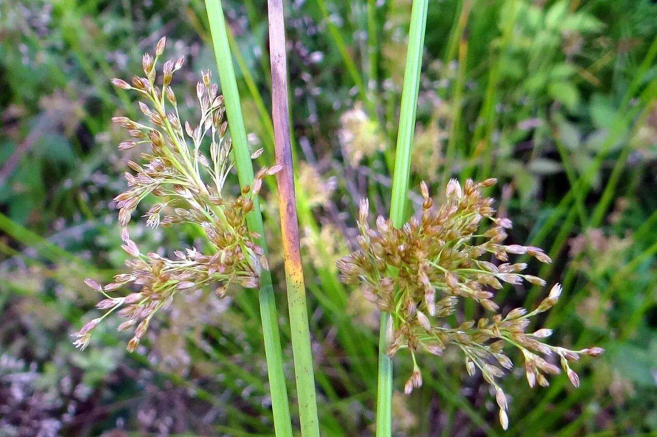 Phyllachora junci (Phyllachora junci) — photo mycologique