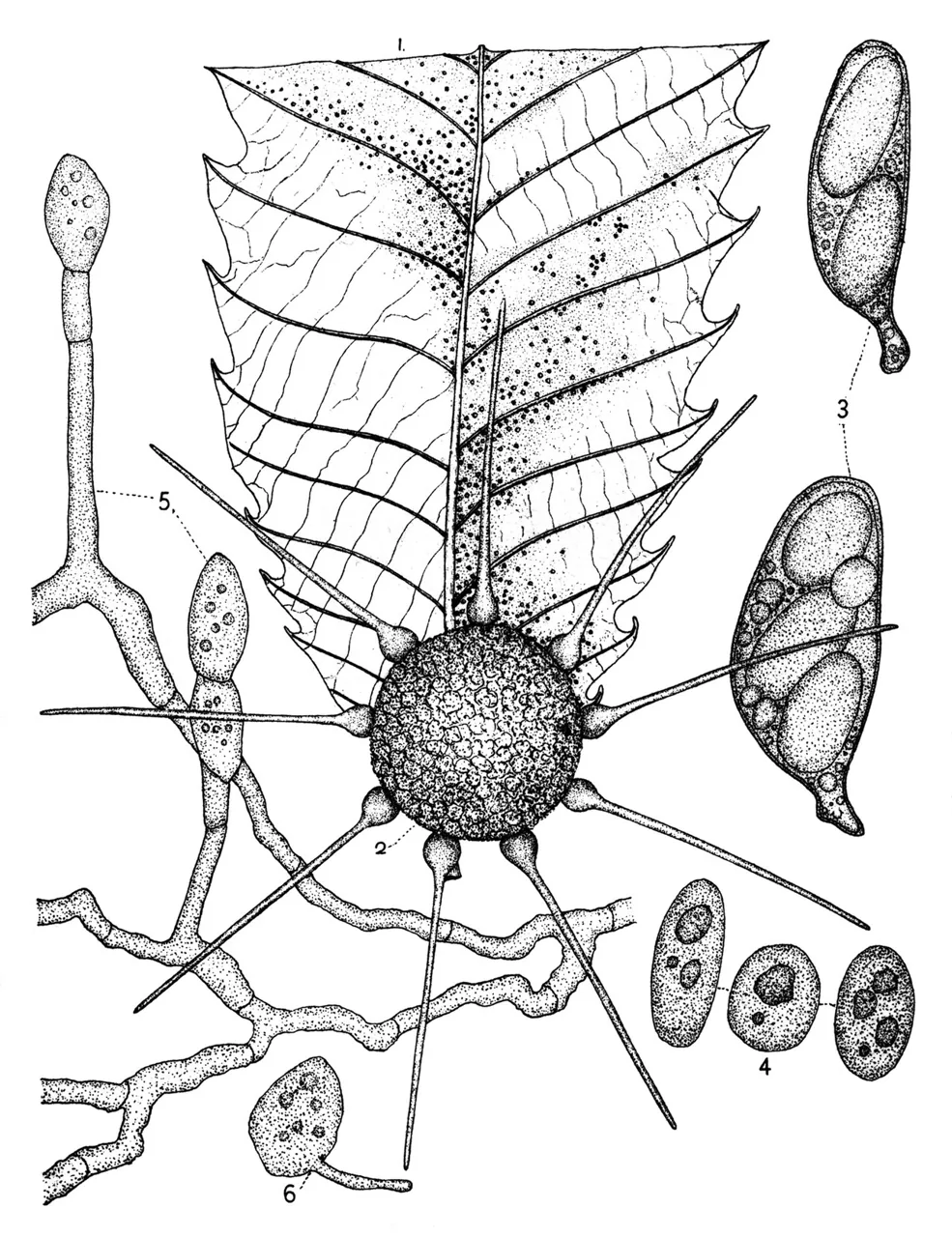 Phyllactinia enkianthi (Phyllactinia enkianthi) — photo mycologique