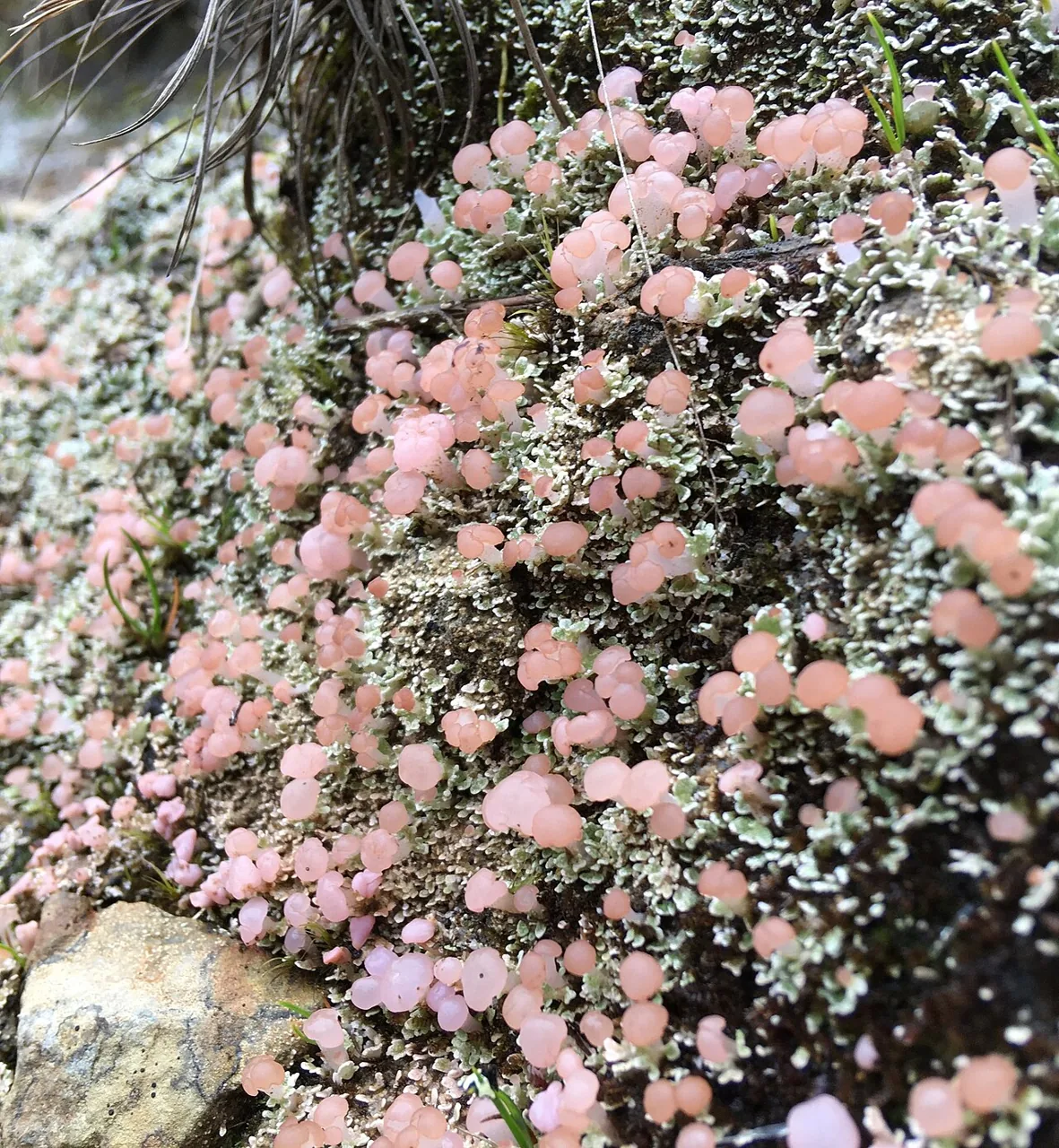 Phyllobaeis erythrella (Phyllobaeis erythrella) — photo mycologique