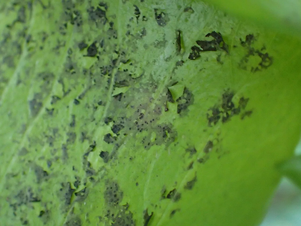 Phylloblastia dolichospora (Phylloblastia dolichospora) — photo mycologique