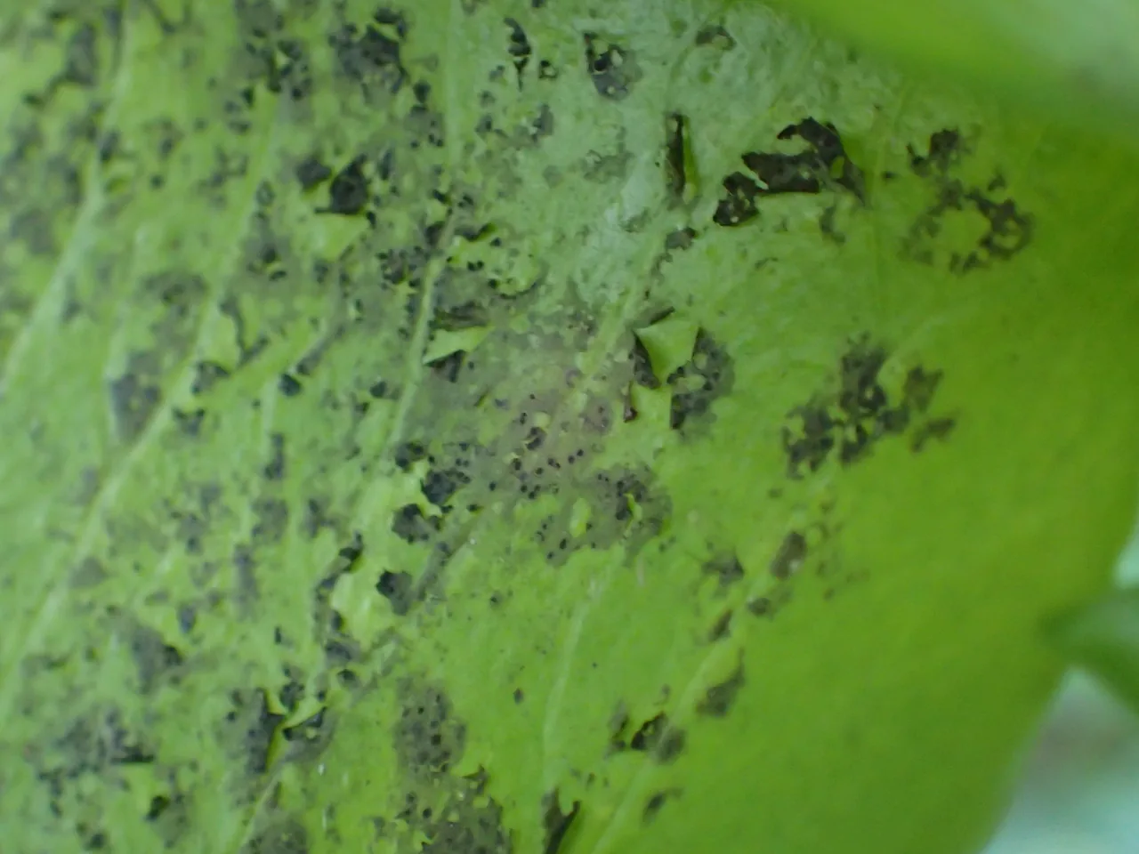 Phylloblastia mucronata (Phylloblastia mucronata) — photo mycologique